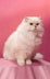 image without alt